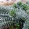 Euphorbia Myrsinites