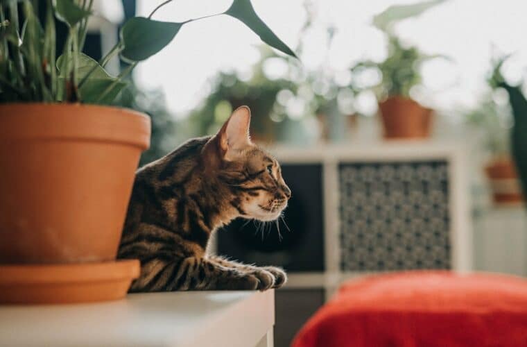 plantes-toxiques-animaux-domestiques