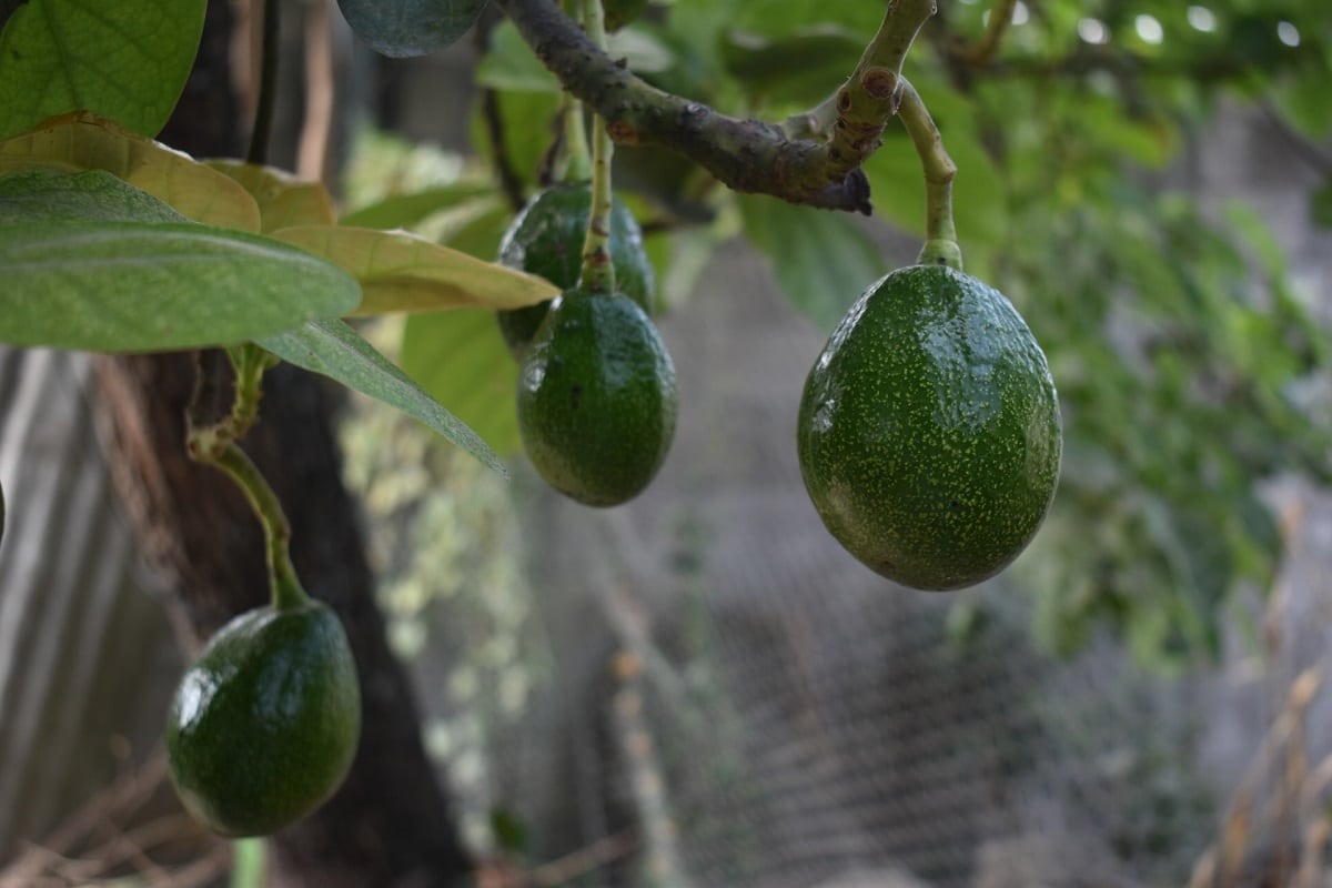 Entretenir-un-avocatier