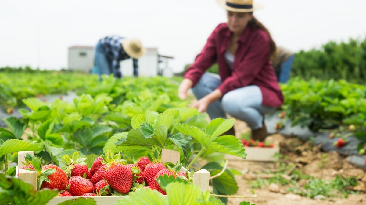 entretenir-les-fraisiers-variete