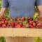 entretenir-les-fraisiers