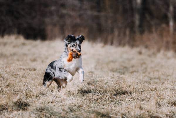 chien qui joue avec sa balle à mâcher