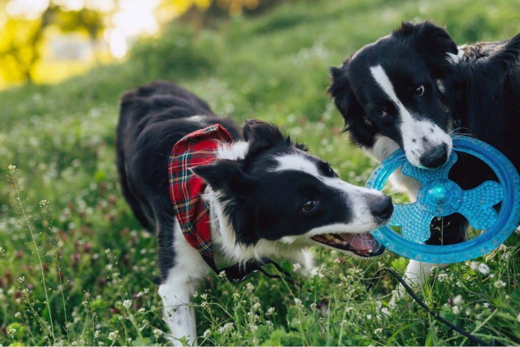 chiens qui jouent avec un frisbee