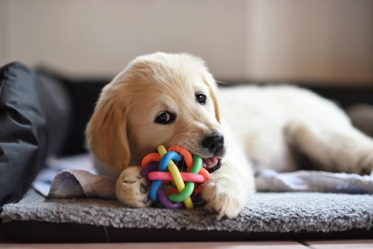 chiot golden qui joue avec balle multicolore