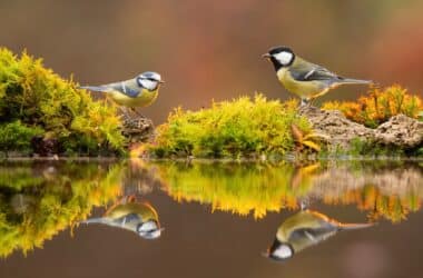 Mésange charbonnière au bord du lac