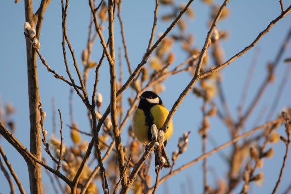 Mésange charbonnière sur un arbre