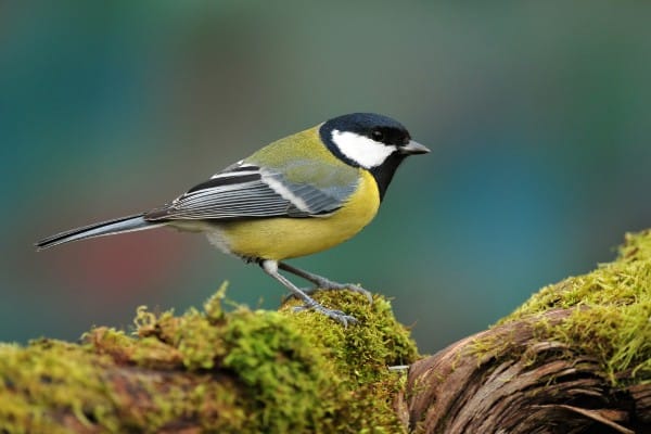 Mésange charbonnière