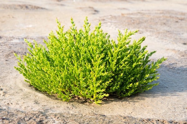 Salicornia europaea