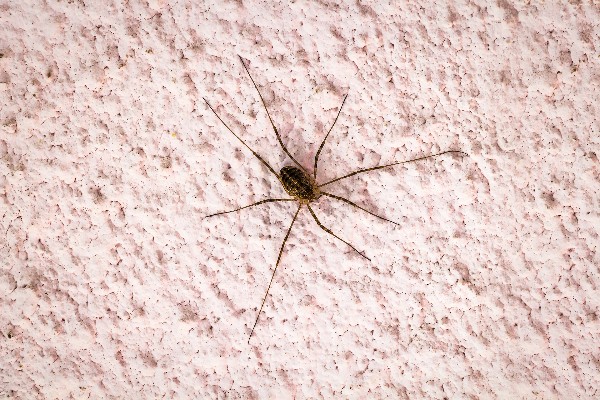 araignée dans la maison