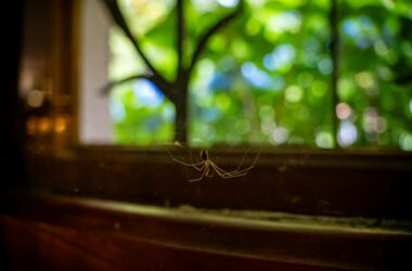 araignée dans maison