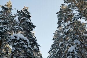 arbre en hiver