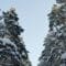 arbre en hiver