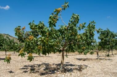 arbre pistachier