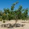 arbre pistachier