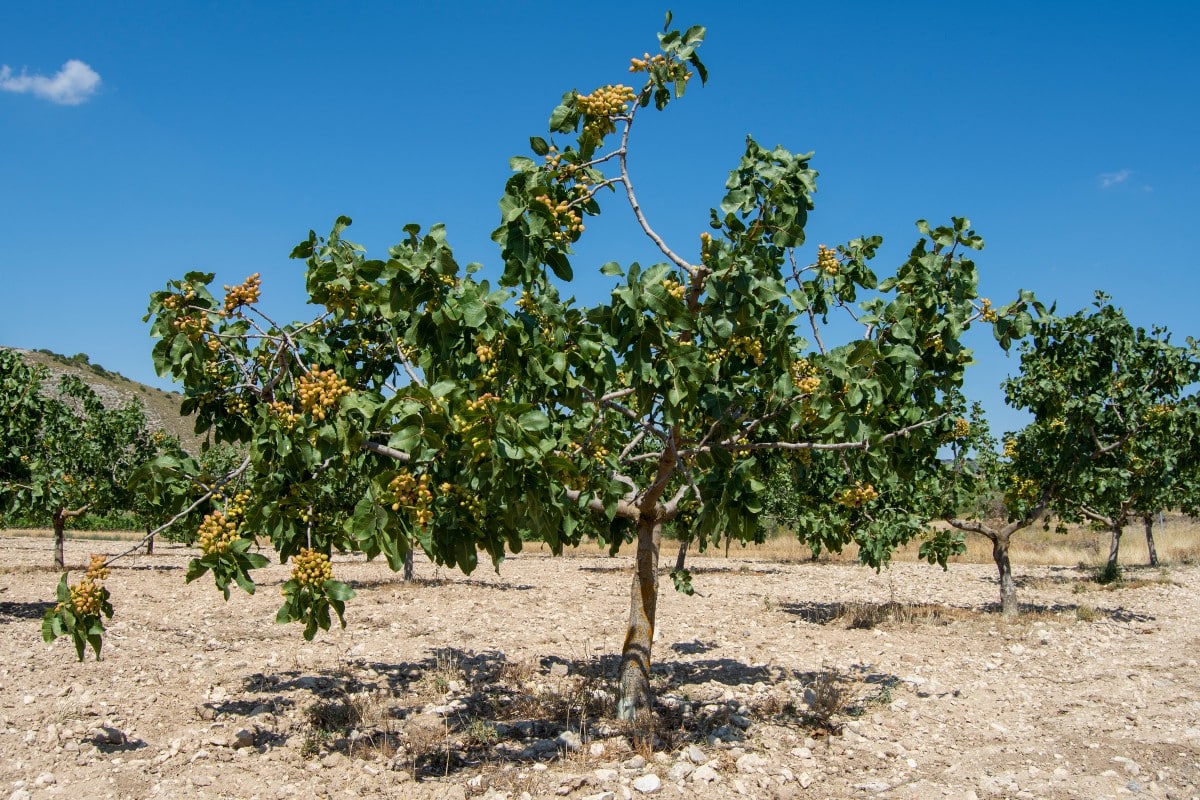 arbre pistachier