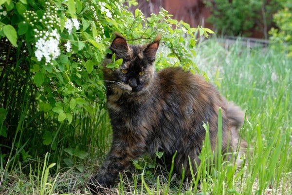 chat dans le jardin