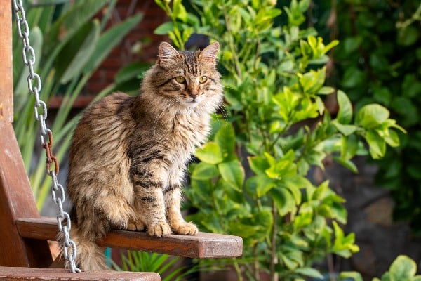 chat de rue