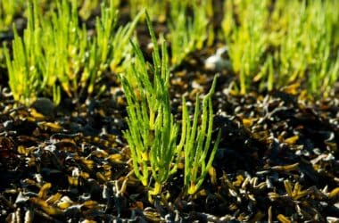 culture de salicorne