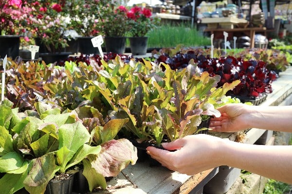 entretien jardin