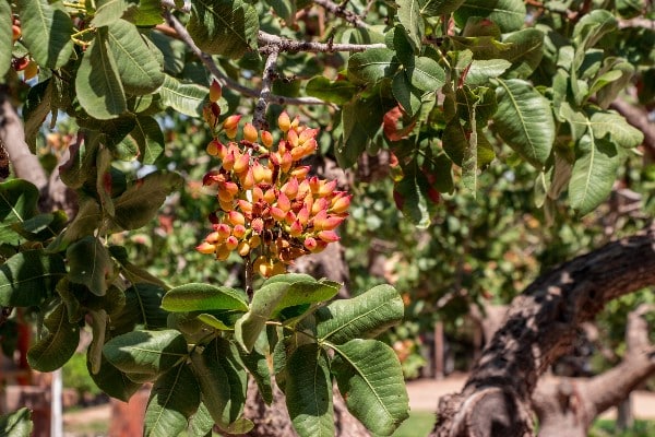 entretien pistachier