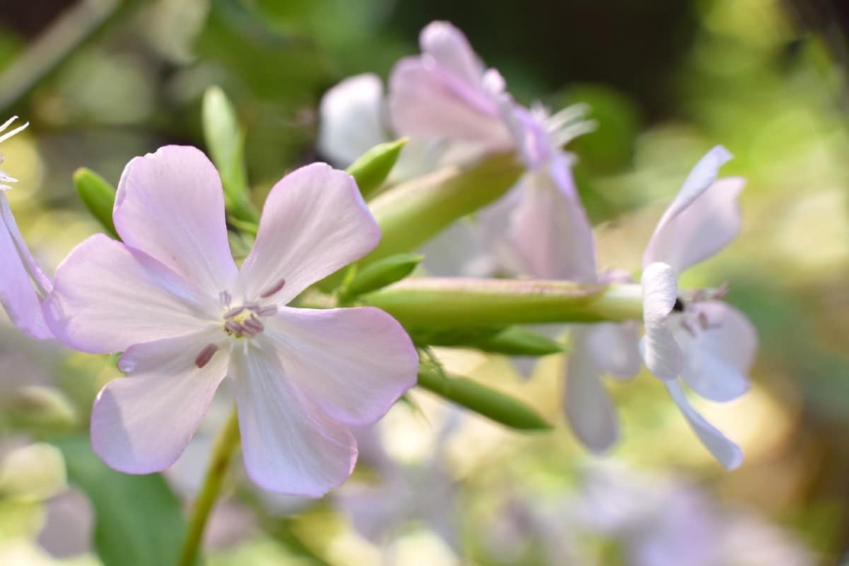 fleur de Saponaire