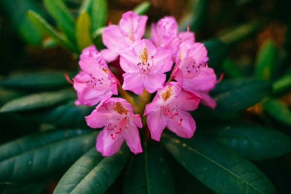 fleur de rhododendrons