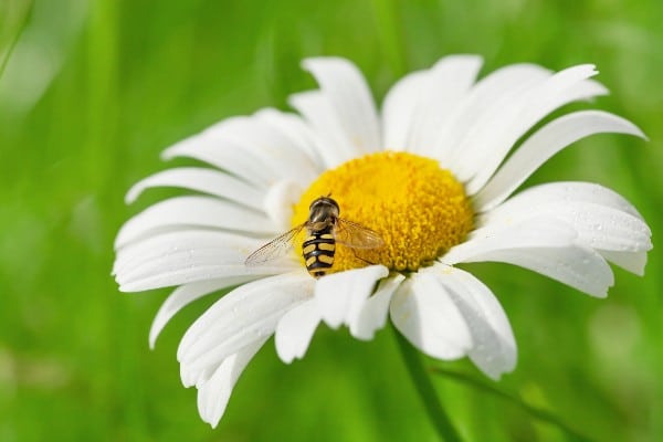 guêpe sur une fleur