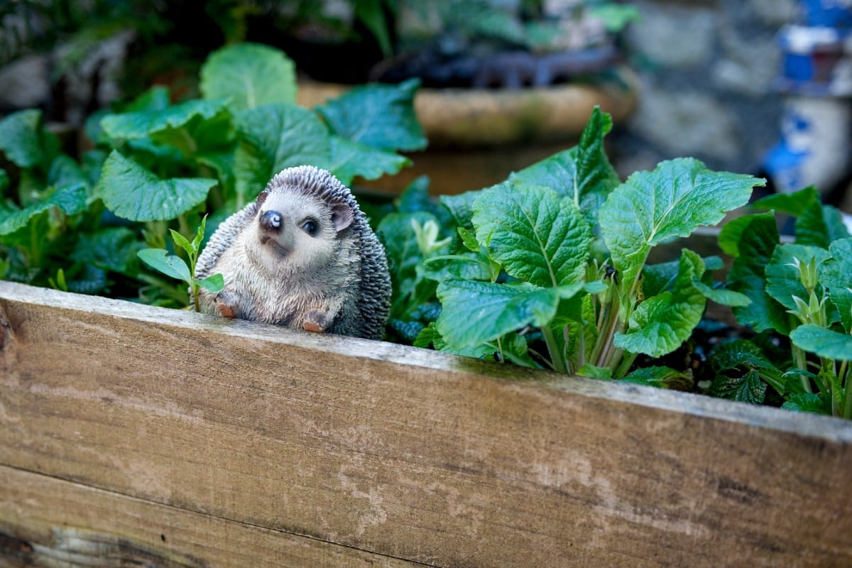 hérisson dans le jardin