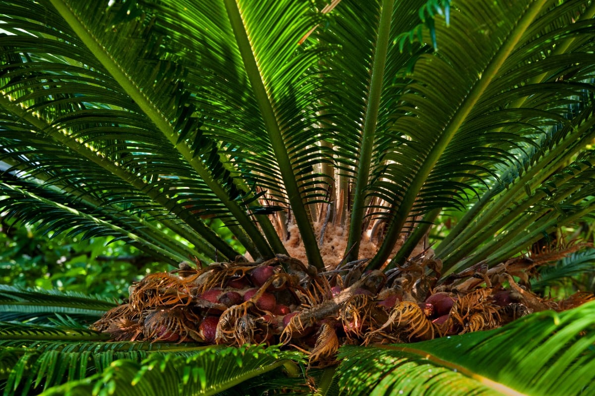 palmier Cycas