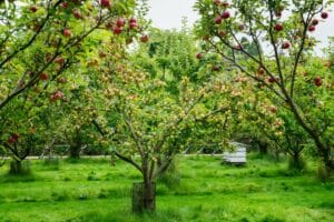 pommier dans le jardin