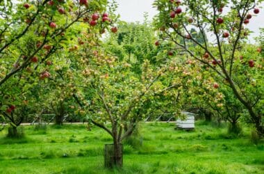 pommier dans le jardin