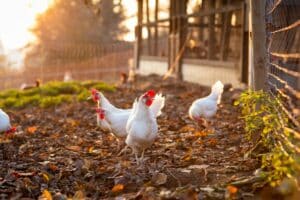 poules dans la cour