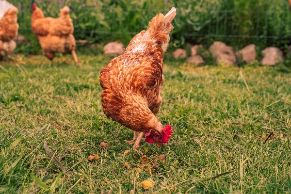 poux rouge poule