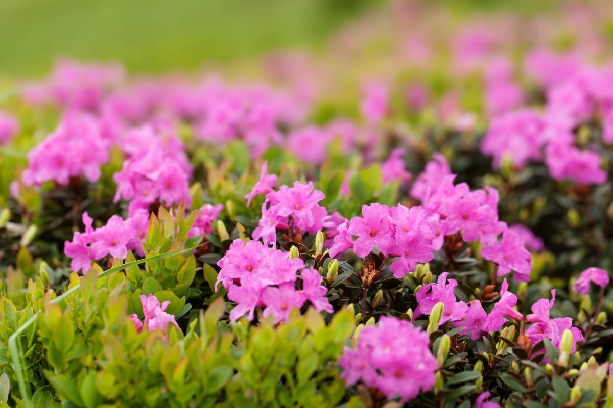 rhododendrons