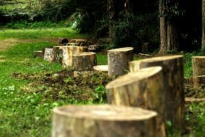 souche d'arbre