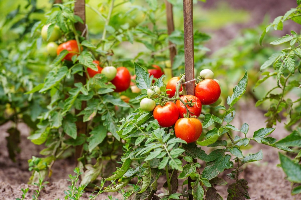 tuteur de tomate