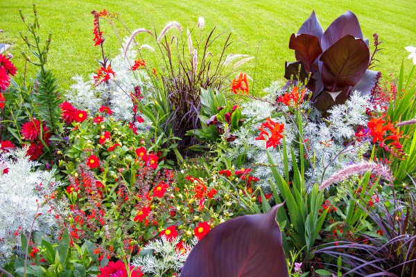 plante dans le jardin