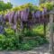 glycine en fleurs sur pergola