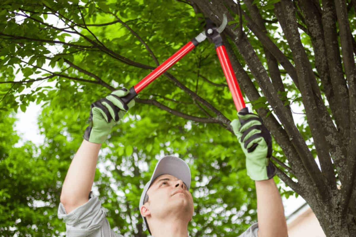 paysagiste se servant d'un ébrancheur
